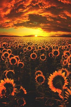 sunflowers in a field with the words blissed mind written on it at sunset