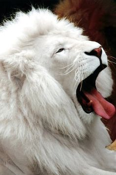 an image of a white lion with its mouth open