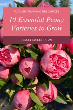 Coral peonies Peony Hedge, Types Of Peonies, Peony Garden Design, Peony Varieties, Peony Garden