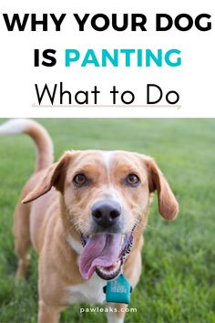 a dog with its tongue out and the words why your dog is panting what to do