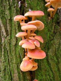 a group of mushrooms growing on the side of a tree