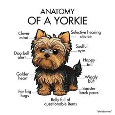 the anatomy of a yorkie dog