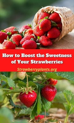 strawberries growing in the garden with text overlay how to booster the sweetness of your strawberries