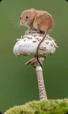 a small rodent sitting on top of a mushroom