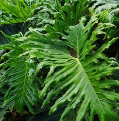 a large green plant with lots of leaves