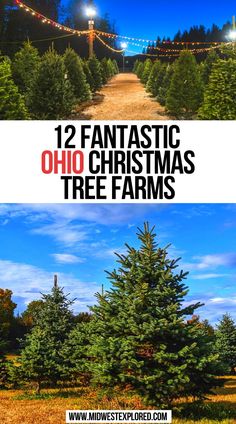 two christmas trees with the words 12 fantastic christmas tree farms on it and below them