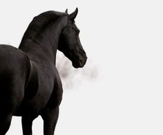 a black horse standing on top of a grass covered field