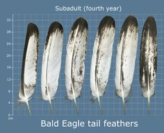 four feathers are lined up next to each other on a graph paper background with the words, bald eagle tail feathers