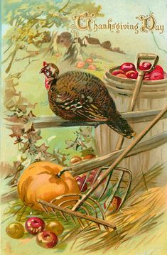 a thanksgiving postcard with a turkey and apples in a bucket on top of a fence