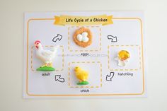 the life cycle of a chicken is displayed on a white board with yellow trimmings