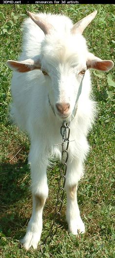 a small white goat standing on top of a grass covered field with a chain around it's neck