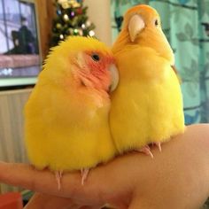 two small yellow birds sitting on top of each other's palm hands in front of a christmas tree