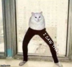 a white cat standing on its hind legs in front of a window