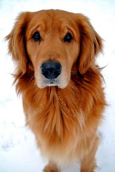 a close up of a dog in the snow