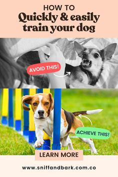 a dog jumping over obstacles with the words how to quickly and easily train your dog