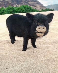 a small black pig standing in the sand