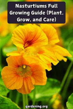 an orange flower with green leaves in the background and text that reads, nasturiums full growing guide plant, grow, and care