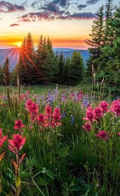 the sun is setting over some wildflowers and trees