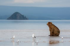 a brown bear sitting on top of a beach next to seagulls