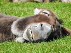 a donkey laying in the grass with its mouth open