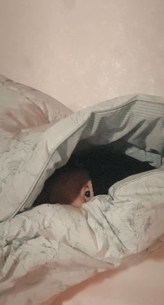 a cat peeking out from under the covers of a bed