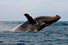 a humpback whale jumping out of the water