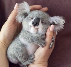 a person holding a stuffed koala bear in their hands with it's eyes closed