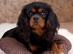 a black and brown dog is sitting on a leopard print pillow in front of a wall