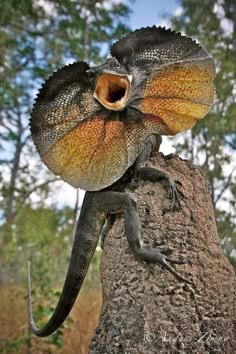 an iguana with its mouth open on top of a tree