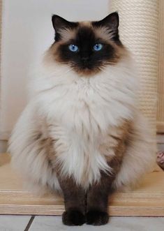 a siamese cat sitting on top of a wooden shelf next to a toilet paper roll