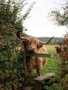 an animal with long horns standing behind a wooden fence in the middle of a field