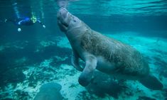 a man swimming in the ocean with a manatoo next to him and text that reads, tummye all dive site beze chance to see manateees