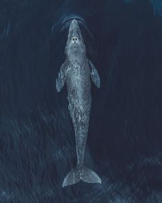 a large white shark swimming in the ocean