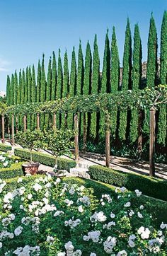 the garden is full of white flowers and trees