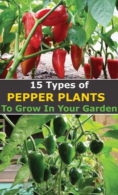 peppers growing in the garden with text that reads 15 types of pepper plants to grow in your garden