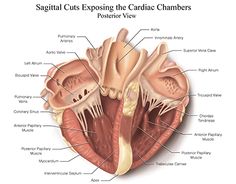 diagram of the human heart with labels on each side and labeled parts labelled in red