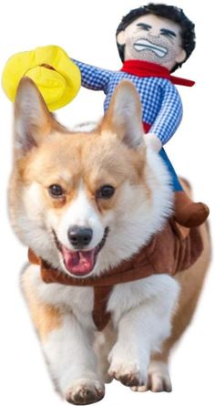 the dog is wearing a costume and carrying a frisbee