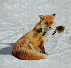 a fox sitting in the snow with a flower in its mouth