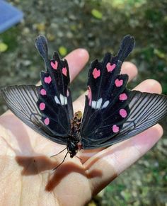 two butterflies with pink hearts on their wings are held in someone's hand outside