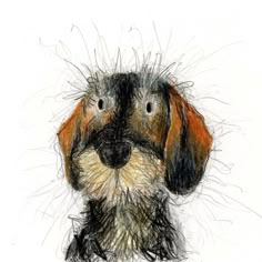 a drawing of a dachshund dog's face