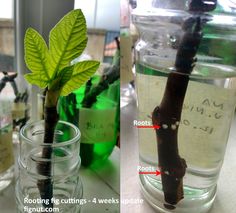 two images show the process of making a plant in a glass jar with roots and leaves