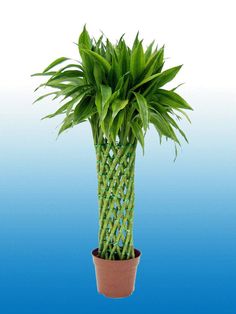 a green plant in a brown pot on a blue background