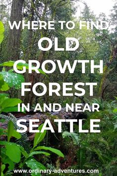 the words where to find old growth forest in and near seattle