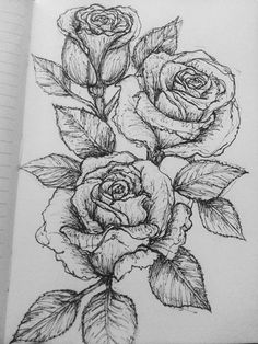 a pencil drawing of three roses with leaves