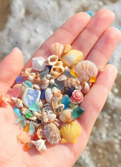 there is a hand full of sea shells