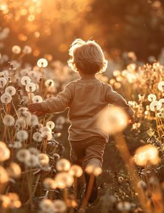 a little boy running through a field of dandelions at sunset with the sun shining on him