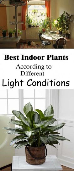 the best indoor plants according to different light conditions