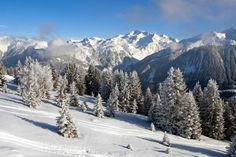 snow covered trees and mountains in the distance