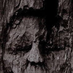 a creepy face carved into the bark of a tree