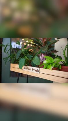 there is a sign that says new plant artifics on the shelf in front of some potted plants